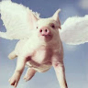 Meet your Posher, Piggie